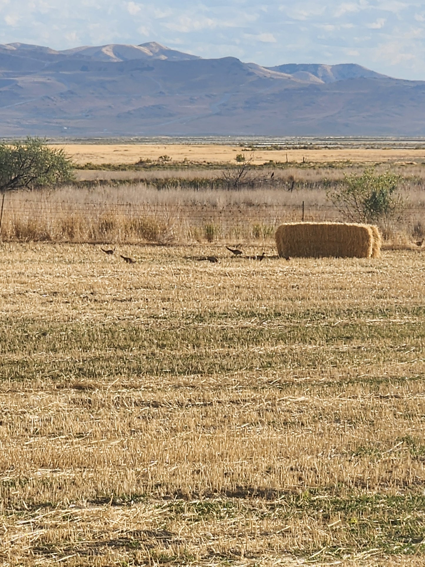 3x3 Oat Hay Bales **50% DEPOSIT**